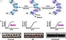 ScienceDirect.com - Biochemical and Biophysical Research ...