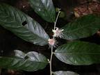 <b>Ryania</b> speciosa (Samydaceae) image 6586 at PlantSystematics.