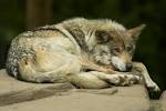 File:Mexican wolf lounging.jpg - Wikipedia, the free encyclopedia
