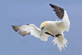 The Northern Gannet (Morus The Northern Gannet (Morus
