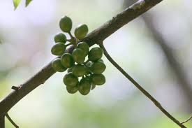 Image result for "Polyalthia coffeoides"