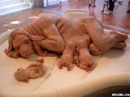 Científicos británicos crean los primeros embriones híbridos humano-animal Images?q=tbn:ANd9GcSmLrPwHE5QsT48xCLqzldFfb9bIgKMXRUQVYeWlR5mcr9f7eP9CQ