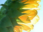 petals - photo/picture definition at Photo Dictionary - petals ...
