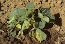 image of <b>verticillium</b> wilt