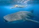 whale shark man swimming