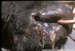 Virus - <b>Lumpy Skin Disease</b>