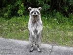 Special Report: Racoon PC wallpaper | Tampabay.com • St ...