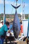 BLUEFIN TUNA gets record price ($396000) at Japanese auction