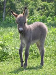 Small donkey