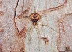 Gumtree Two-tailed Spider