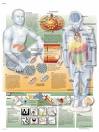 <b>diabetes mellitus tipo 2</b>