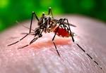 Its Here: First Local CHIKUNGUNYA Cases in Florida - NBC News