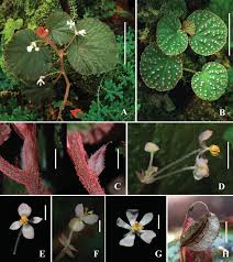 Image result for "Begonia horsfieldii"
