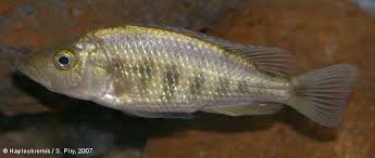 Image result for "Haplochromis parvidens"