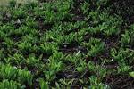 <b>Saururaceae</b> Anemopsis