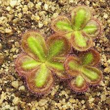 Image result for "Drosera browniana"