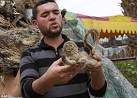 In Gaza Khan Younis zoo, stuffed animals join live ones | Mail Online