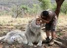 The Lion Whisperer: Kevin Richardson plays with WHITE LIONs at a ...