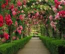 Romantic Flowers: Rose Garden