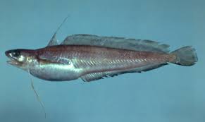 Image result for "Urophycis earllii"