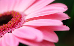 pink flowers Images?q=tbn:ANd9GcSvhaaULbSr2EPlGmQMfXsmTl5gGKhjH3zyB1g0R0dXIZIZsTY-