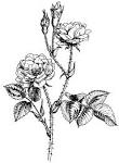 File:Rosa Damascena.jpg - Wikimedia Commons