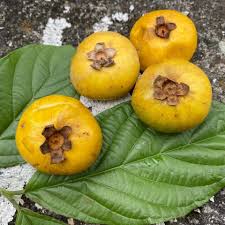 Image result for Campomanesia lineatifolia