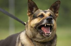 مهزلة جديدة | أمن فيلا عزمى يطلقون الكلاب البوليسية على خبراء الكسب غير المشروع  Images?q=tbn:ANd9GcSzIJPQaMoR-zDrhSBslal7KxgBl6ao556coZdJvQpFRp-AIIg0