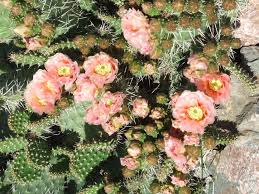 Image result for Opuntia rhodantha
  ( Rhodantha Cactus )
