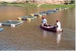 <b>Proteína</b> é o nutriente mais importante para o <b>peixe</b> - Tecnologia e
