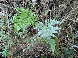 Image result for Polystichopsis sericea