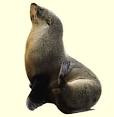 SEA LION Facts and Information