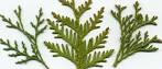 <b>Thuja</b> is tolerant of being
