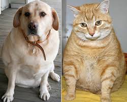 like if I was a dog/cat. like if I was a dog/cat.