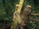 The three-toed sloth's long