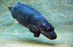 Image result for hippos