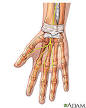 la anatomía de la <b>muñeca</b>