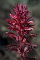 <b>Pedicularis</b> densiflora