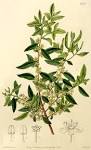 <b>Celastraceae</b> R. Br.