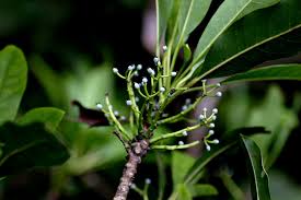 Image result for Daphniphyllum glaucescens