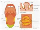 Fase <b>gustativa</b>