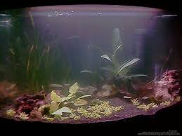 Aquarium von Harald Charzinski: Becken 15920 - 8ac49ba6c5762344267a863324b1b8fe