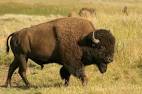 bison pronunciation