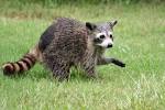 grass raccoons racoon HD Wallpaper - Nature & Landscapes (#