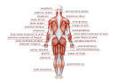 HUMAN BEING :: ANATOMY :: MUSCLES :: POSTERIOR VIEW image - Visual ...