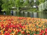 File:Windmill rose garden, bremen 02.JPG - Wikimedia Commons
