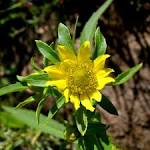 <b>Bidens</b> cernua image