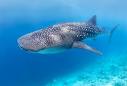 How to Spot a WHALE SHARK in the Belize Barrier Reef | Traveling ...