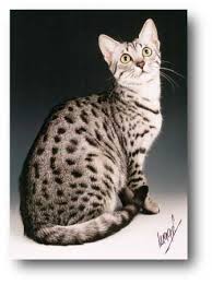 مصر تستضيف مسابقة لاختيار أجمل «قطة» عربية  Images?q=tbn:ANd9GcT7E7AIy5yvyc20q-qe2xNuikcEg9ZGRxM18a5UDPIghZfyejlv