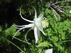 <b>Aquilegia</b> coerulea flowers.